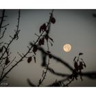 Freiburg 006 - Mond im Herbstlaub