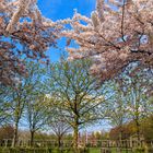 Freiburg im Frühling - Eschholzpark