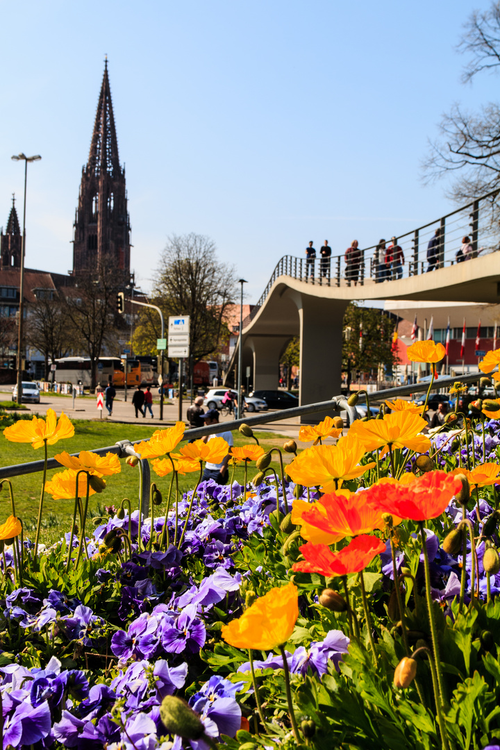 Freiburg im Frühling - Stadtgarten