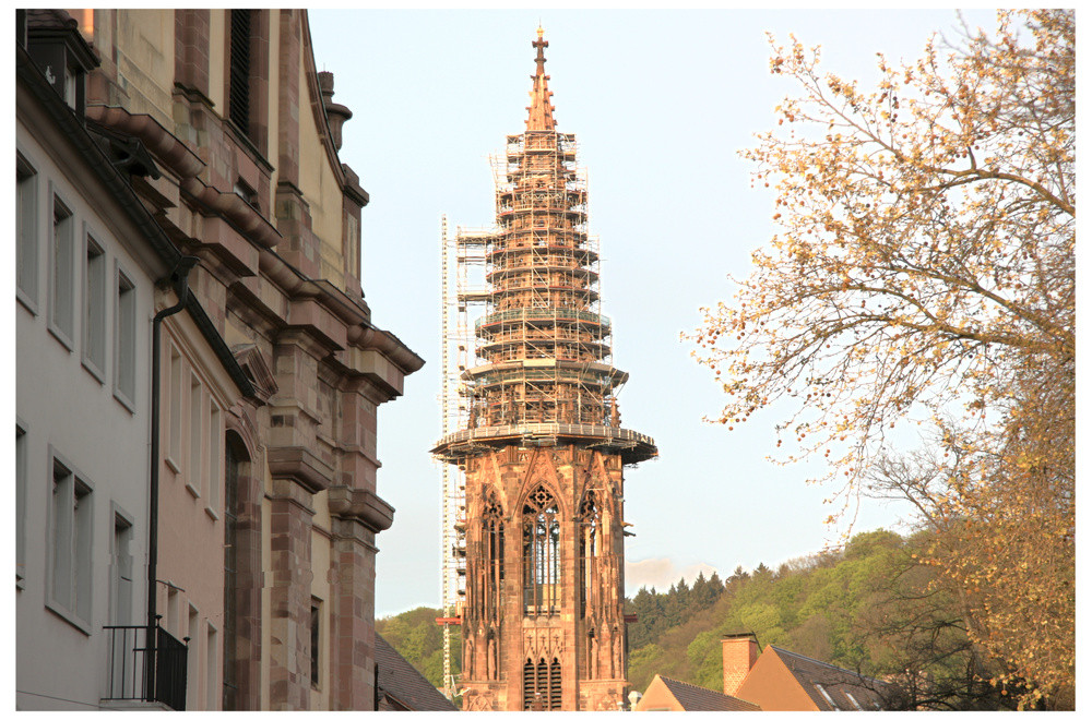 Freiburger Münster