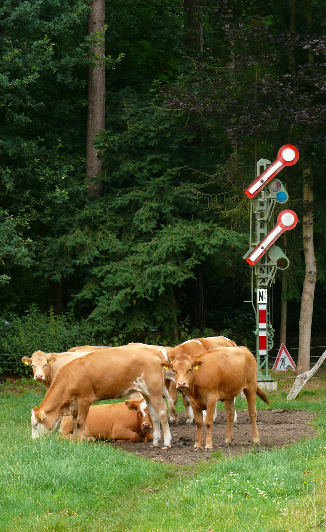 Freie Fahrt für glückliche Kühe