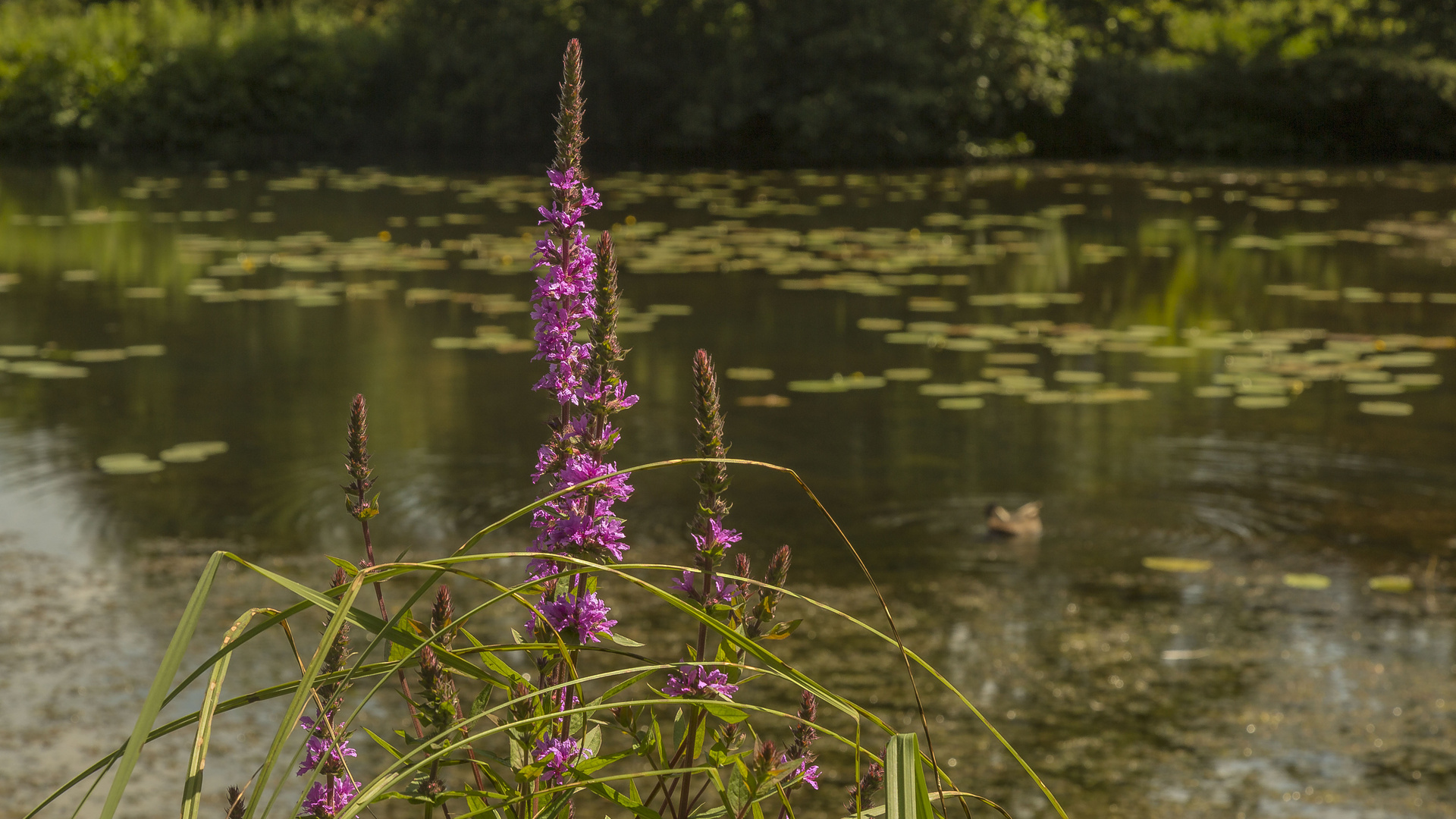 FREIE NATUR