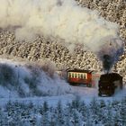 freie Stelle nach Waldbrand 10 Jahre zuvor unterhalb Drei Annen