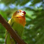 Freier Zwerpapagei (Agapornid) in Ägypten