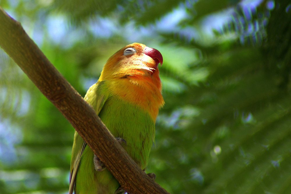 Freier Zwerpapagei (Agapornid) in Ägypten