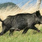 Freies Wildschwein