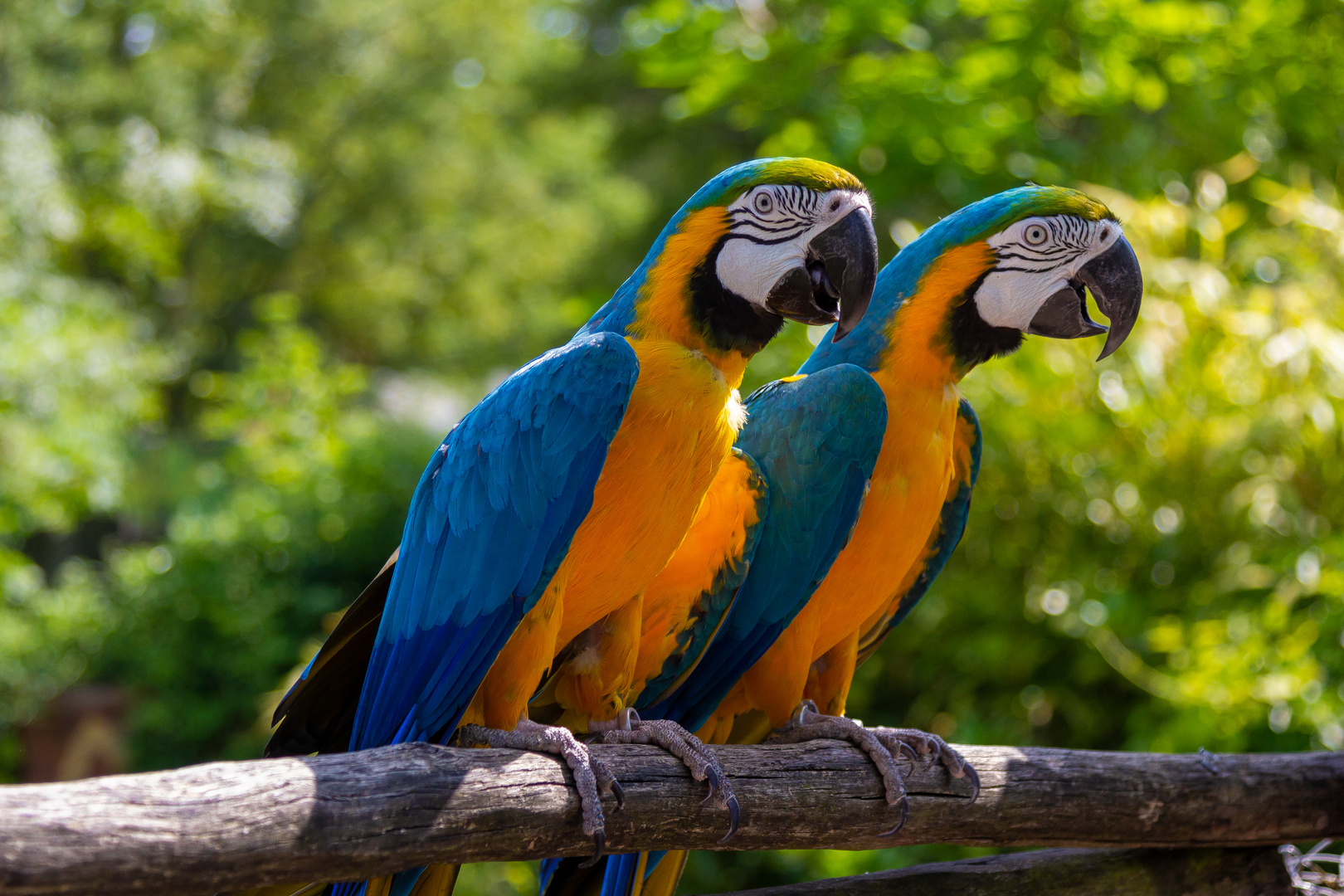 freifliegende Papageien Foto & Bild | tiere, zoo, wildpark & falknerei