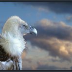 Freifliegender Gänsegeier im "Parque Ecologico Aguilas del Teide"