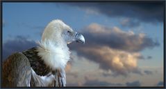 Freifliegender Gänsegeier im "Parque Ecologico Aguilas del Teide"