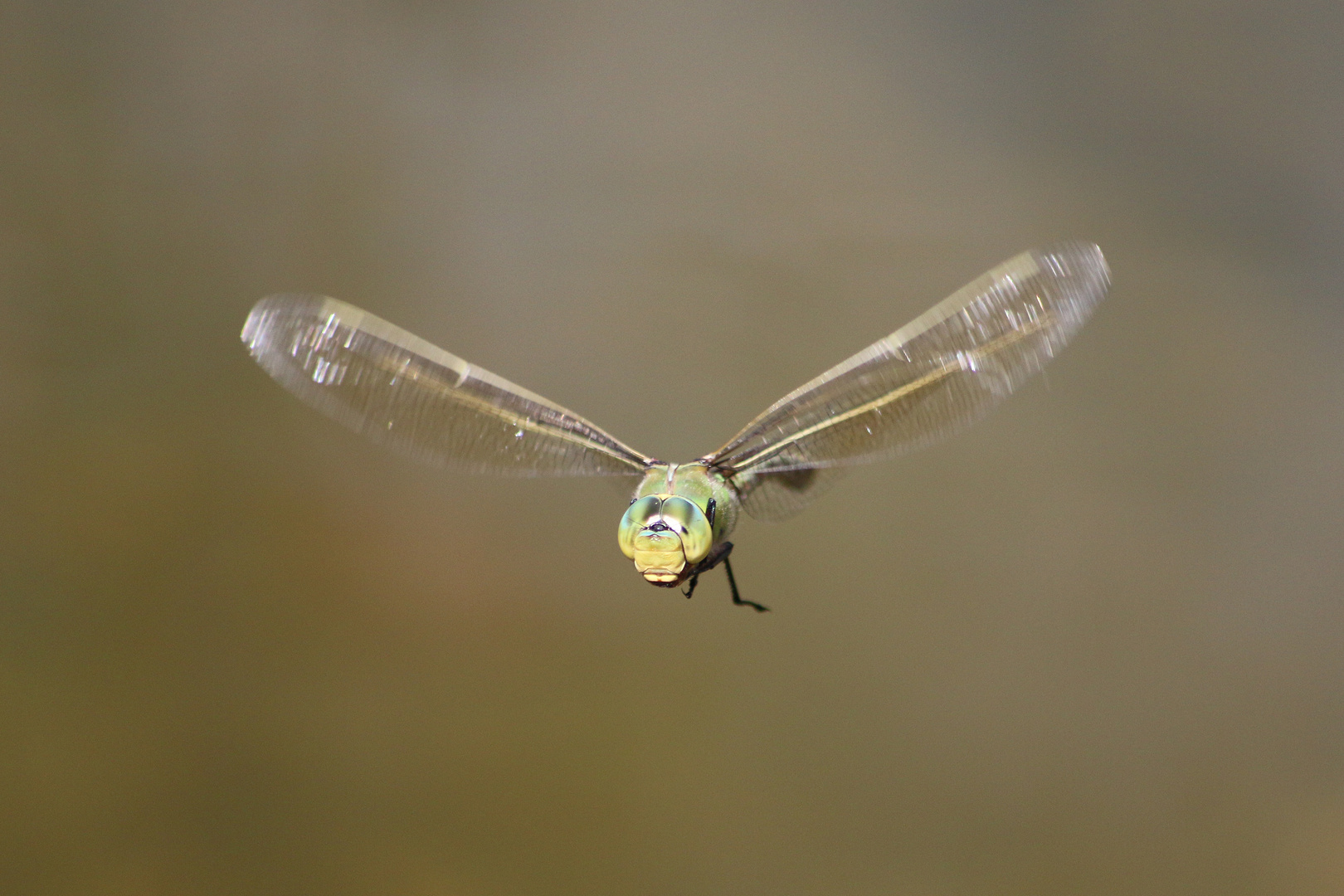 Freiflug