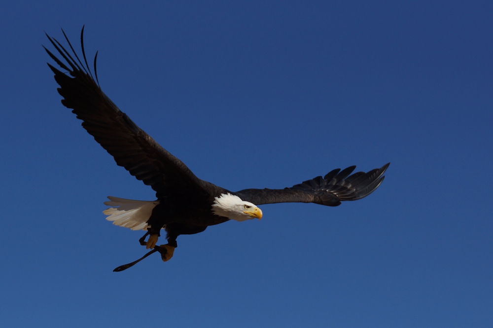 Freiflug