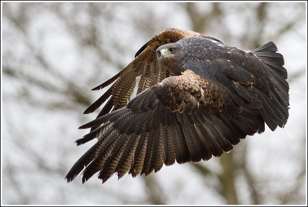 Freiflug