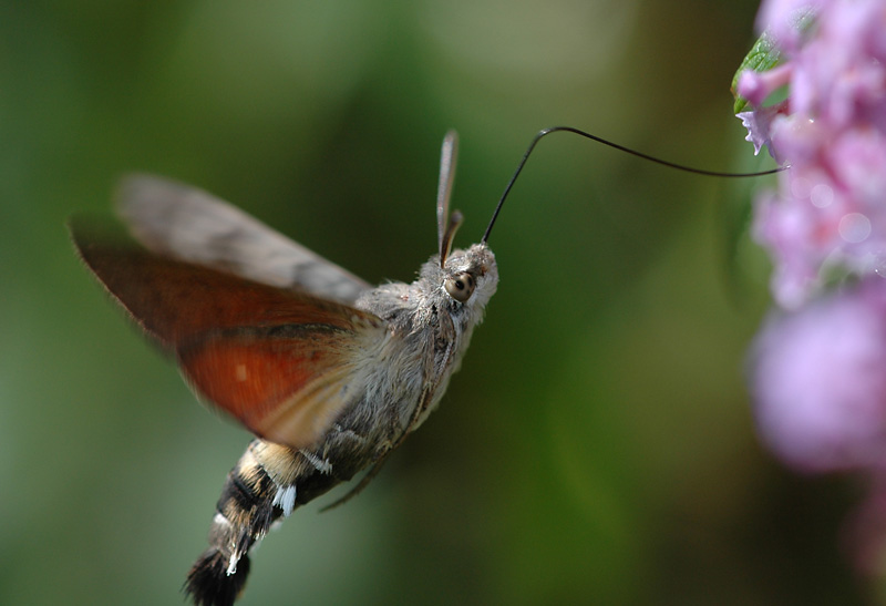 Freiflug