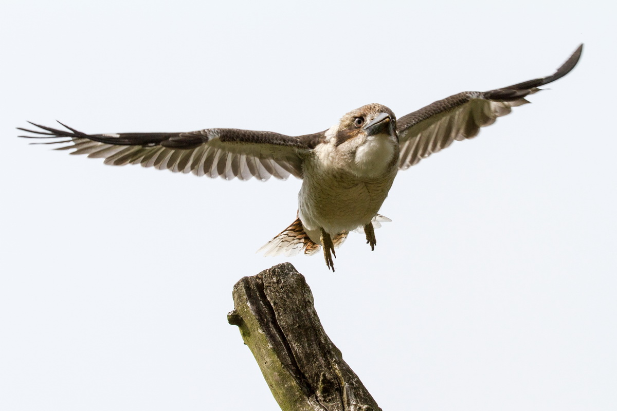 Freiflug