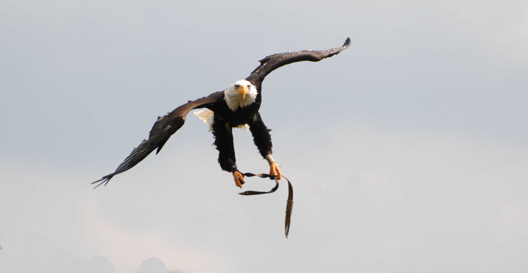 Freiflug