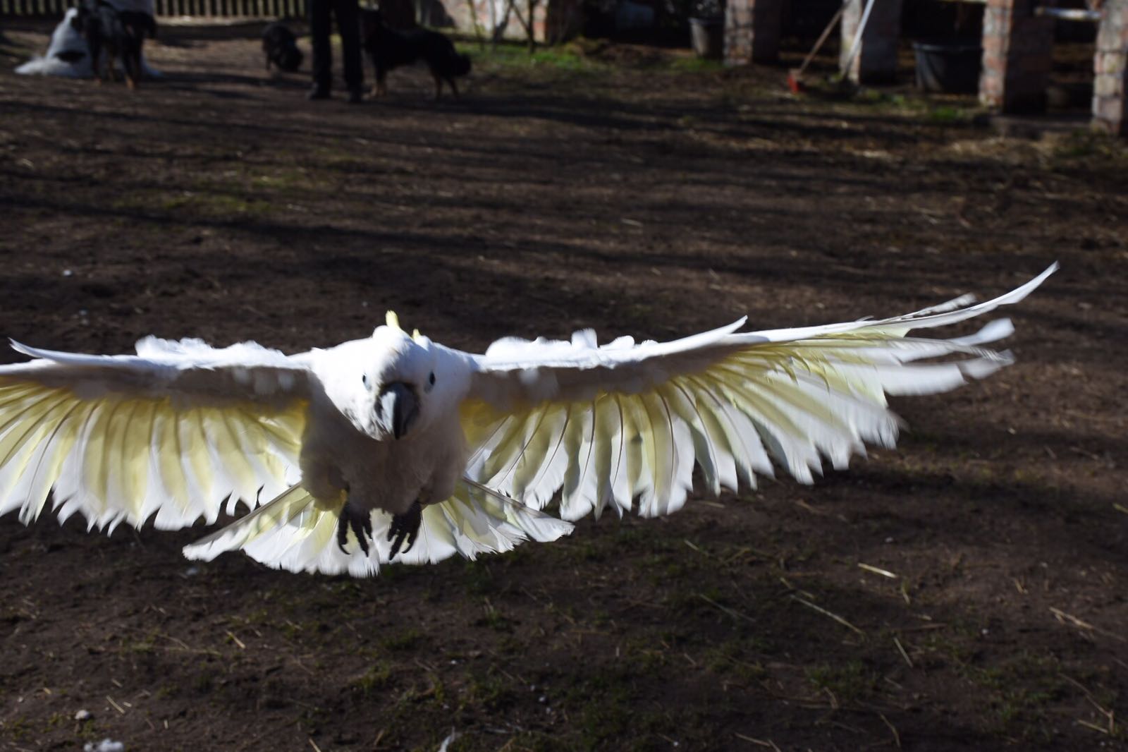 Freiflug