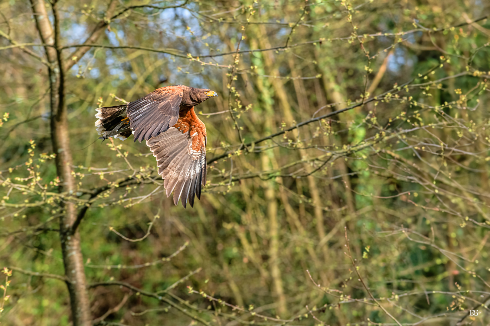 Freiflug