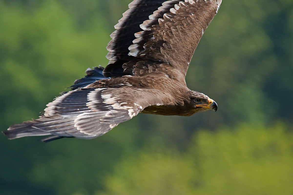 Freiflug