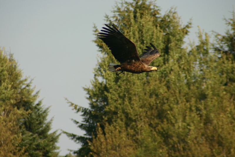 Freiflug