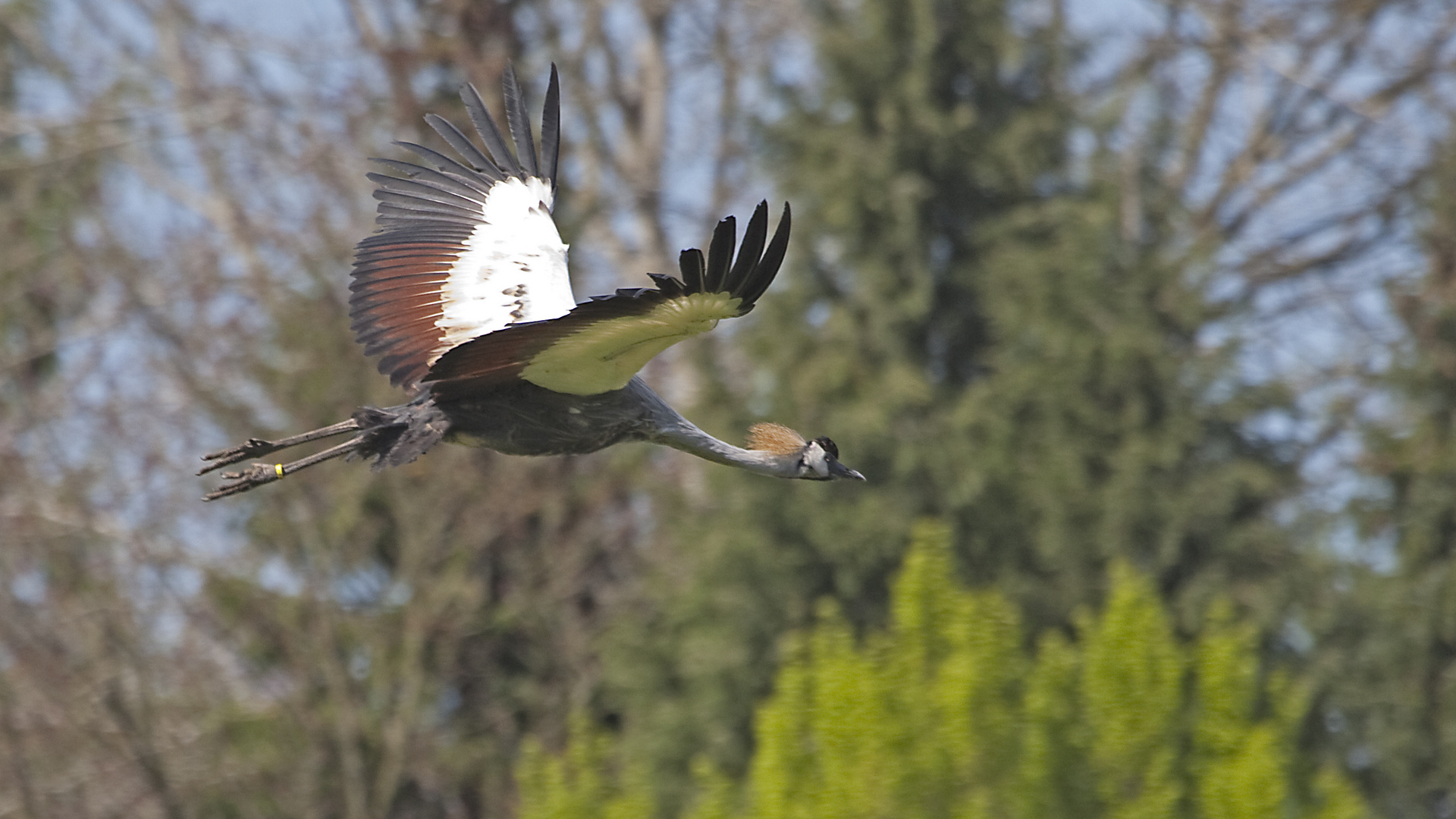 Freiflug