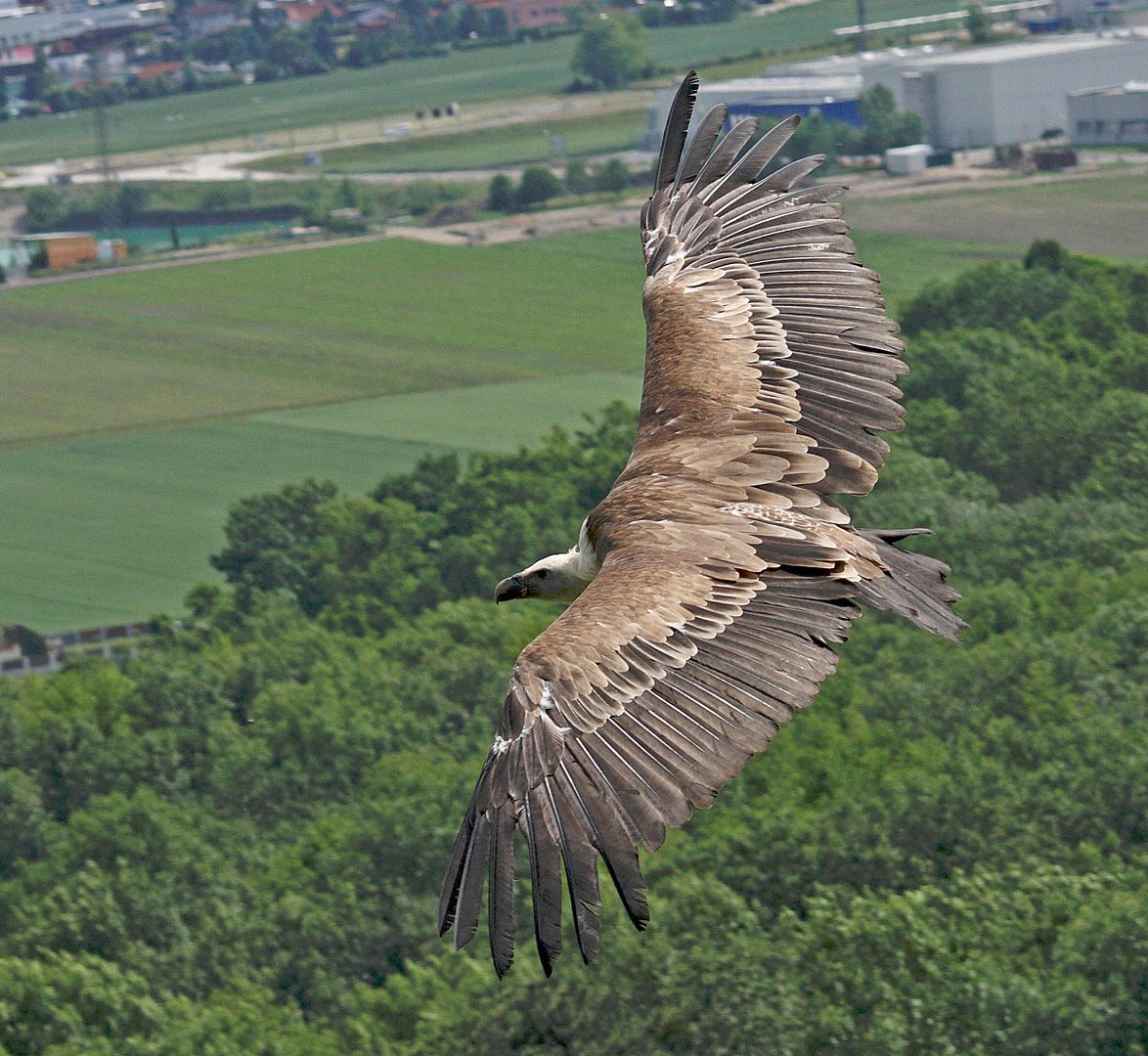 Freiflug