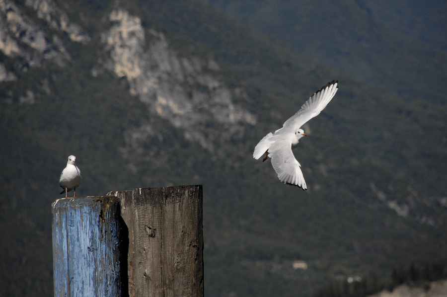 Freiflug