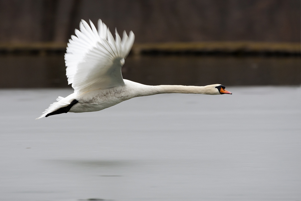 Freiflug