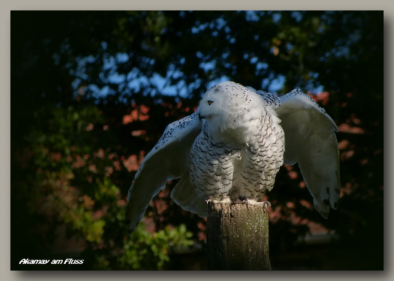 Freiflug Schnee-Eule