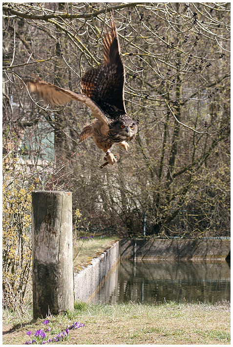 Freiflug-Show