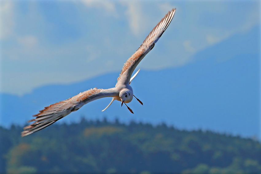 Freiflug über dem Chiemsee