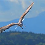 Freiflug über dem Chiemsee