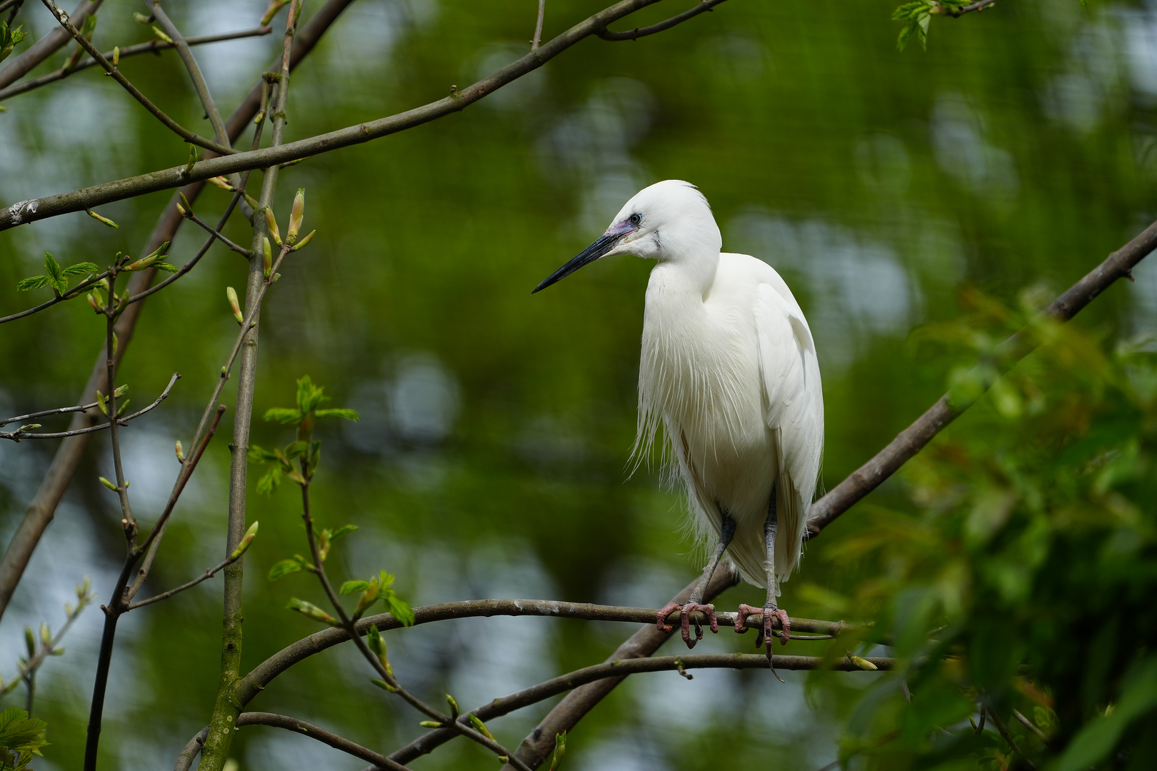 Freifluganlage Gruga Schreitvogel II