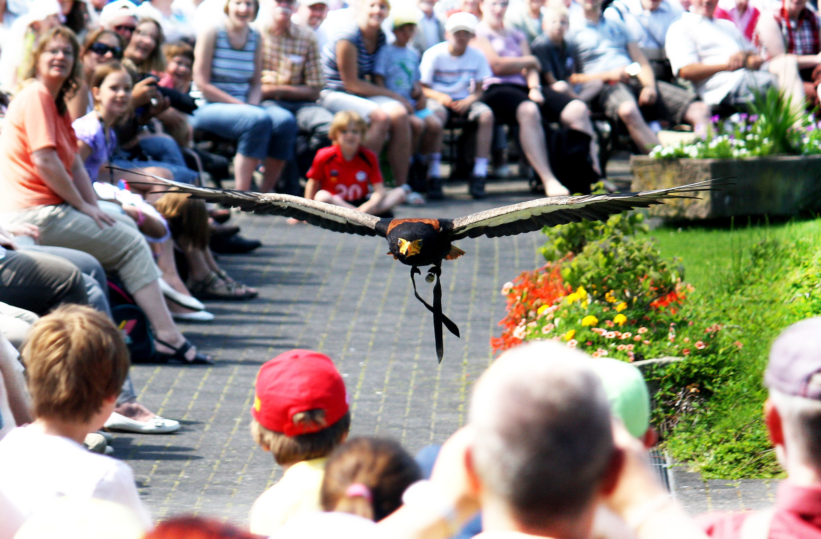 Freiflugshow Walsrode Vogelpark