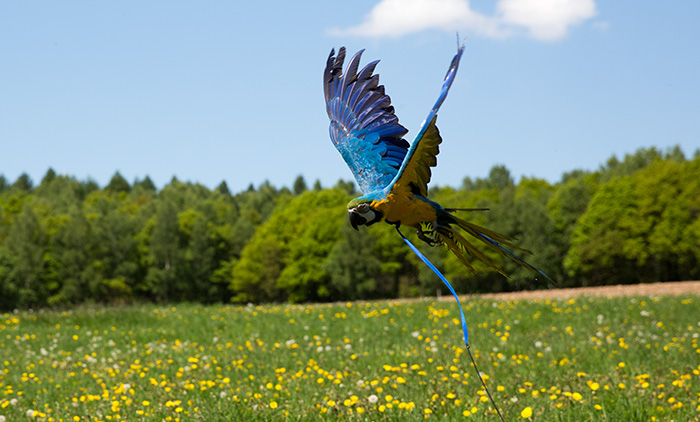 Freiflugspaß in der Sonne