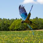 Freiflugspaß in der Sonne