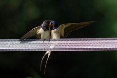 Freifütterung von Schwalben - ganz schön tief drin 