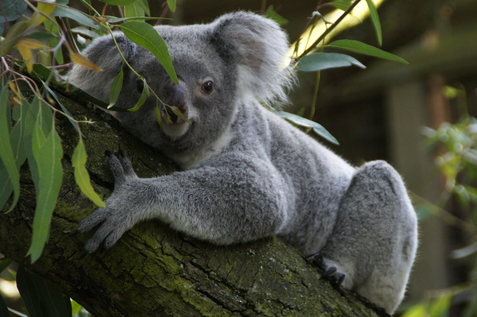 ,, Freigang " bei den Koala Bären