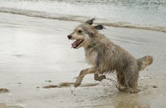 Freigeist in der Bretagne