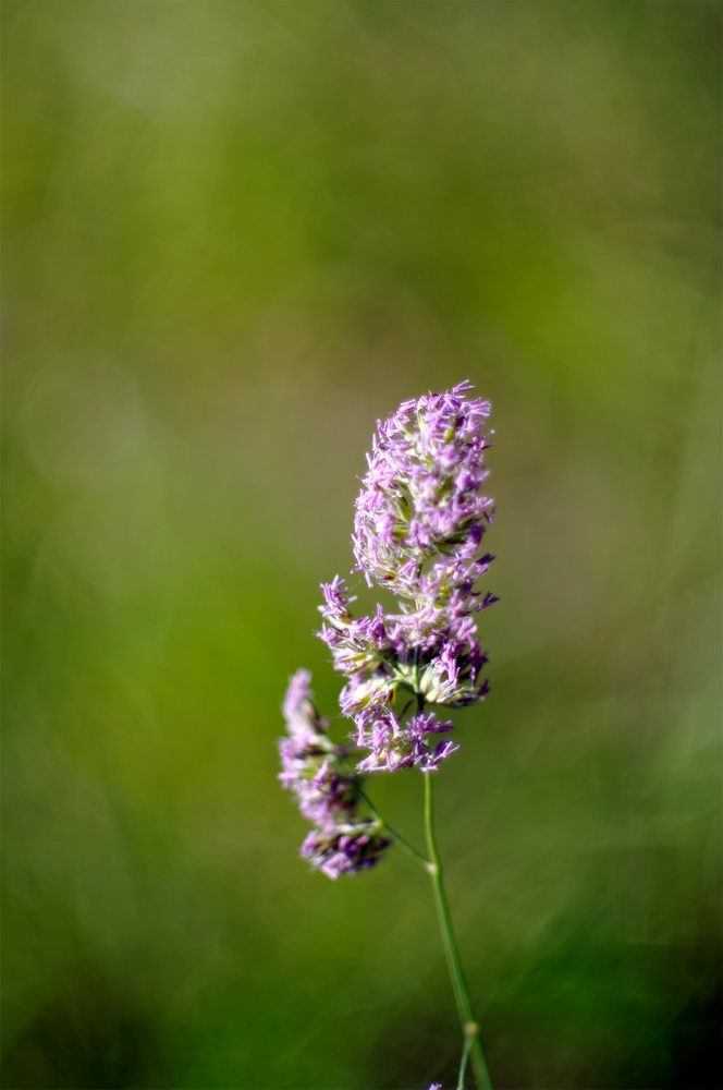 Freigestellte Blüte