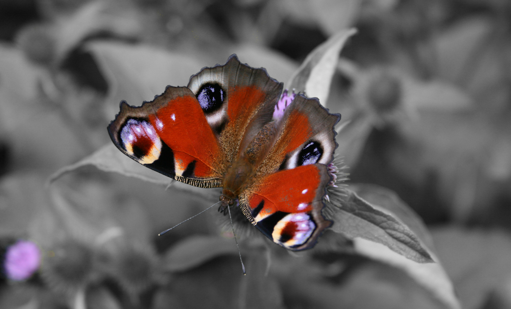 freigestellter schmetterling