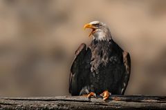 Freigestellter Weisskopf Seeadler