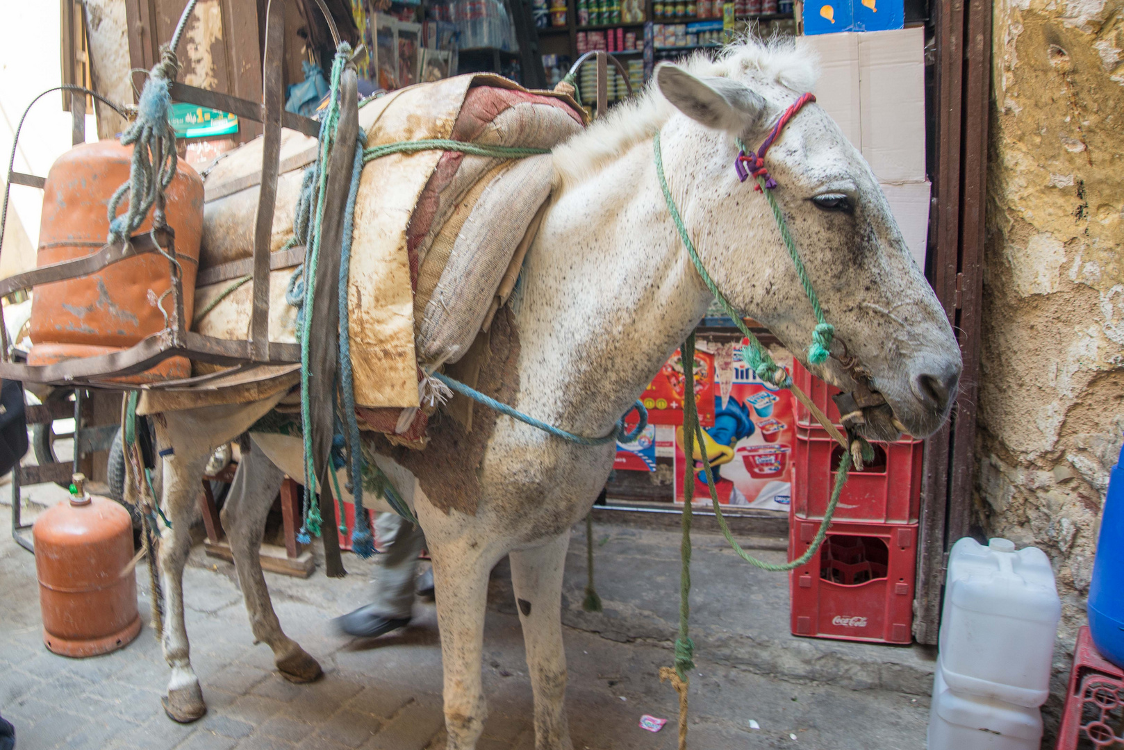 Freight donkey