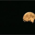 Freihand-Mond auf Balkonia...