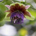 Freihand Passiflora