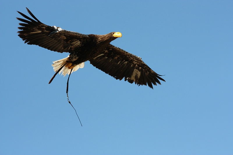 Freiheit Foto & Bild tiere, zoo, wildpark & falknerei, vögel Bilder auf