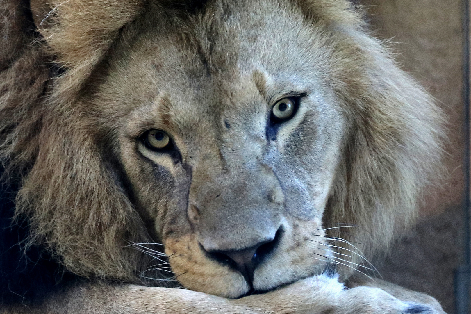 Freiheit Der Gedanken Foto Bild Munchen Natur Zoo Bilder Auf Fotocommunity