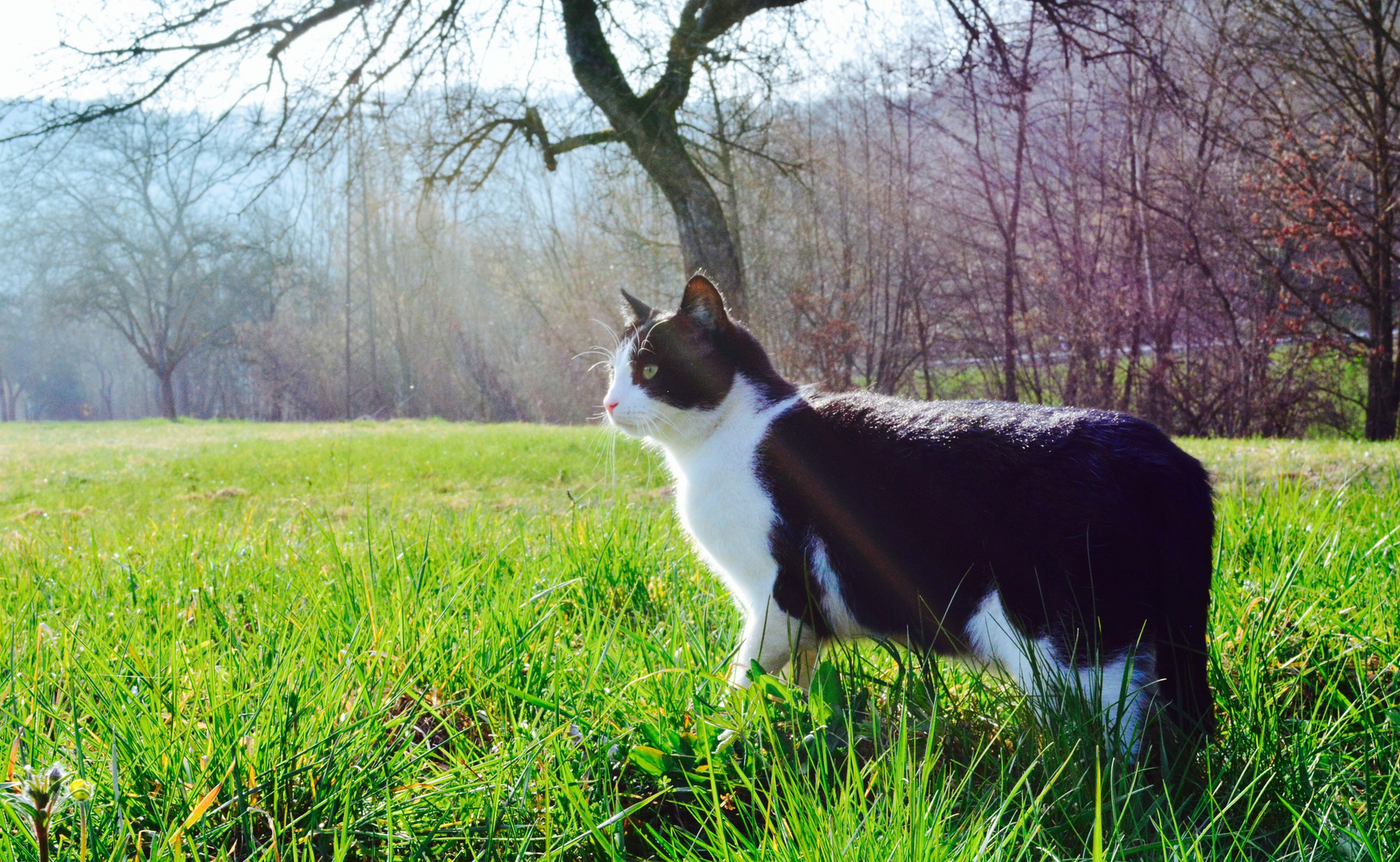 Freiheit einer Katze