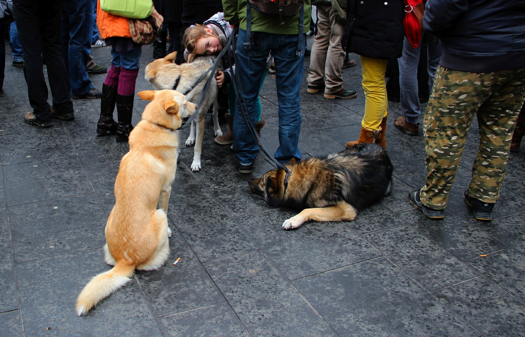 Freiheit für den Hund