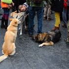 Freiheit für den Hund