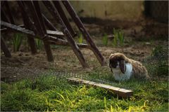 Freiheit für die Osterhasen...